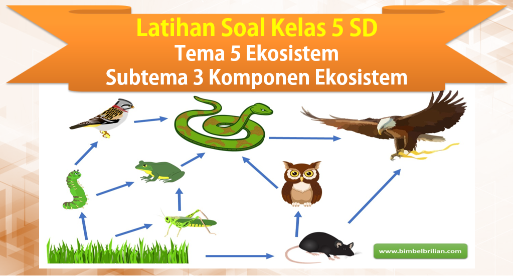 5 Contoh soal tema 5 subtema 3 kelas 5 ekosistem yang Wajib Tahu Sebelum Ujian 5 Contoh soal tema 5 subtema 3 kelas 5 ekosistem yang Wajib Tahu Sebelum Ujian
